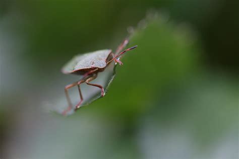 Shield Bug Photograph by Mark Severn - Fine Art America