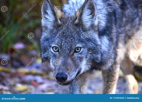 Eastern Wolf stock image. Image of algonquin, nature - 113993633