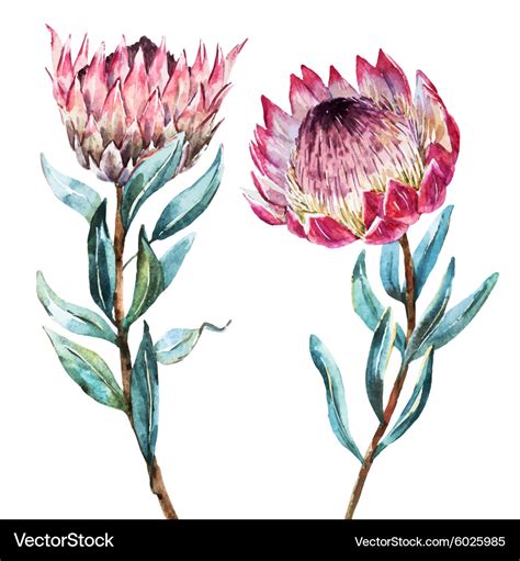 Image Result For Waratah Draw Protea Art Flower Drawing