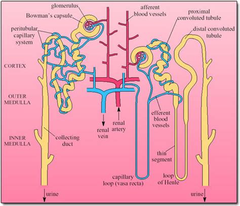 Thick ascending limb of loop of Henle - wikidoc