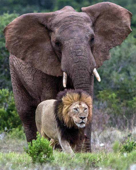 What do you think's really going on between this old bull elephant and black maned lion ...