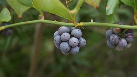 Greenbriers are daunting to gardeners, important to wildlife - Windsor Weekly | Windsor Weekly