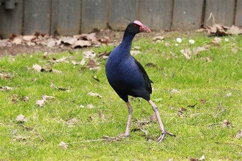 Bird Pukeko Waterfowl - Free photo on Pixabay - Pixabay