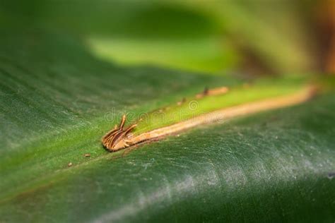 Owl butterfly caterpillar stock image. Image of butterflies - 175981339