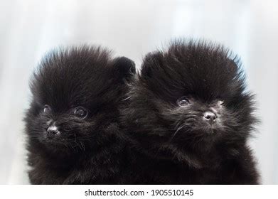 Two Black Spitz Puppies Close Stock Photo 1905510145 | Shutterstock