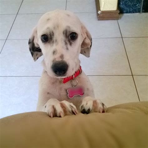 How Does A Dachshund Dalmatian Mix (Dachsation) Look Like: Size, Height ...