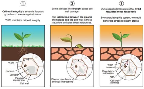 New Research Reveals What Plants Need To Withstand Drought