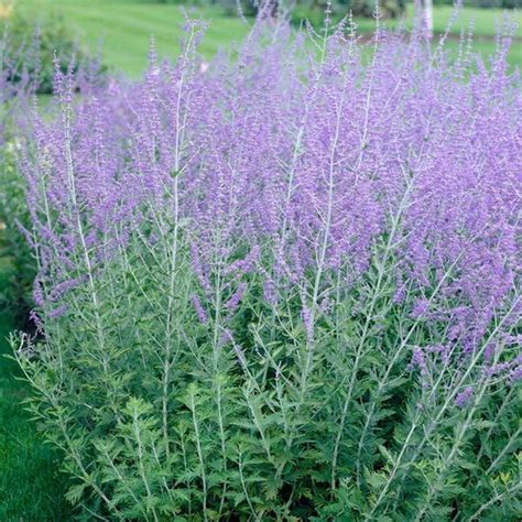 Russian Sage, Perovskia atriplicifolia | Sage plant, Perovskia blue spire, Drought tolerant garden