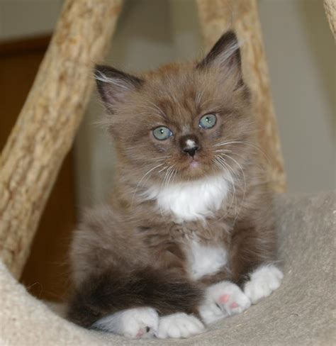 Ragamuffin Cat Info, Personality, Kittens, Pictures