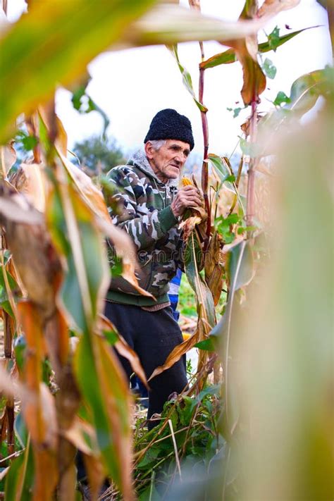 People harvesting corn stock image. Image of child, activity - 17265503