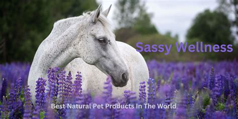 Best Natural Wellness Pet Products In The World