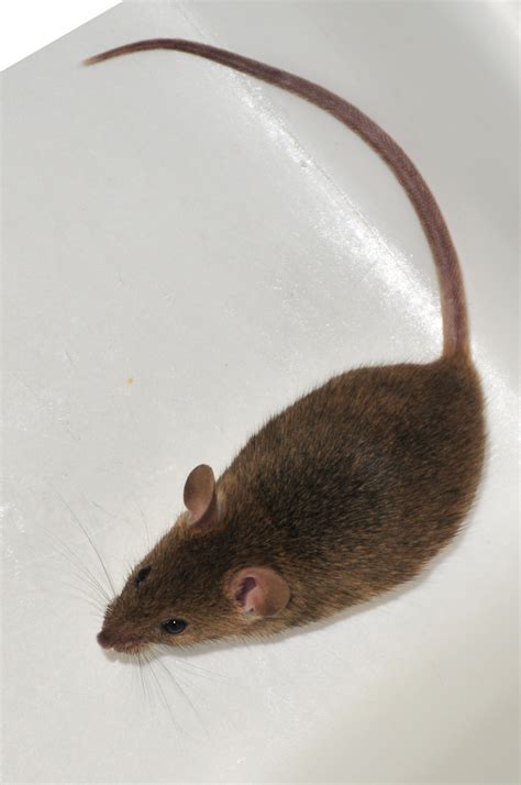 House Mouse - Vector Control Services