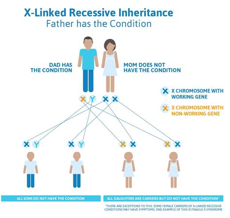 X Linked Trait Definition - DEFINITION GHW