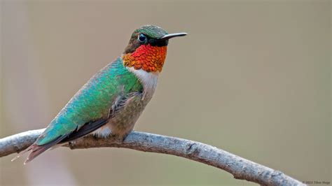 Ruby-throated Hummingbird | Audubon Field Guide