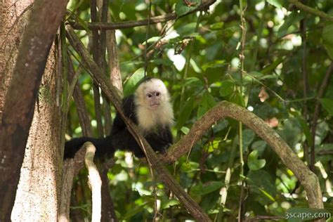 Baby white faced monkey Photograph by Adam Romanowicz