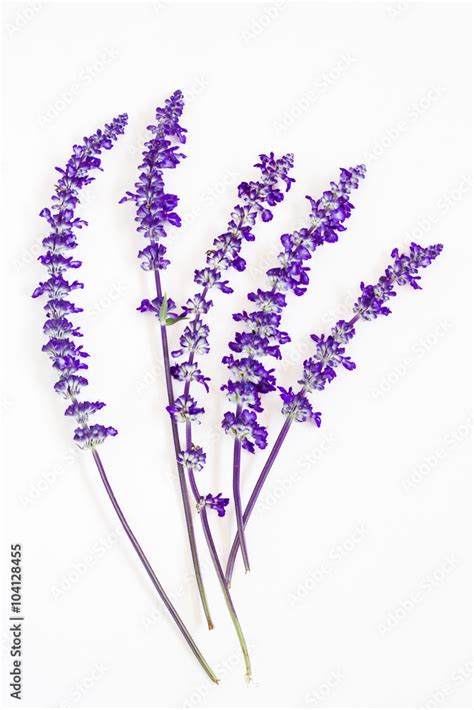 lavender flower on white background Stock Photo | Adobe Stock