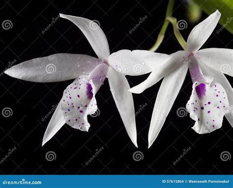 White Orchid on Black Background Stock Photo - Image of flower, romance: 57615864