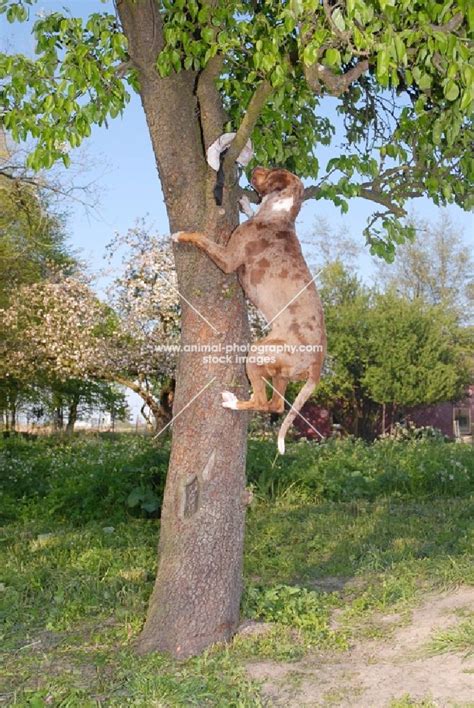 catahoula leopard dog | Animal Photography | Catahoula leopard dog climbing tree to ret ...