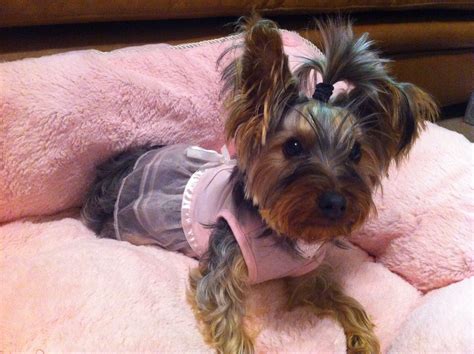 Cute Yorkie puppy dog. Pink dress outfit | Yorkie puppy, Yorkie, Dogs and puppies