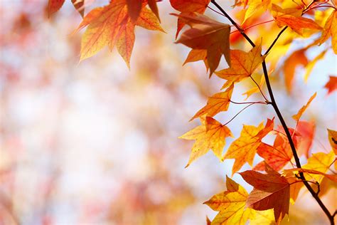 11 Trees to Plant for Fall Colors Year After Year - Farm Flavor