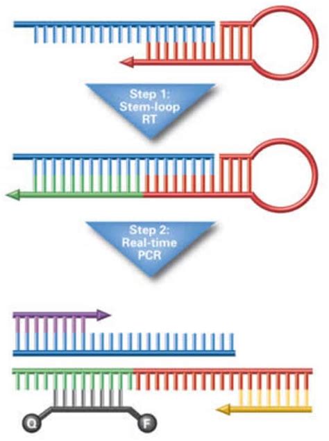 TaqMan MicroRNA Cells-to-CT Kit - Thermo Fisher Scientific