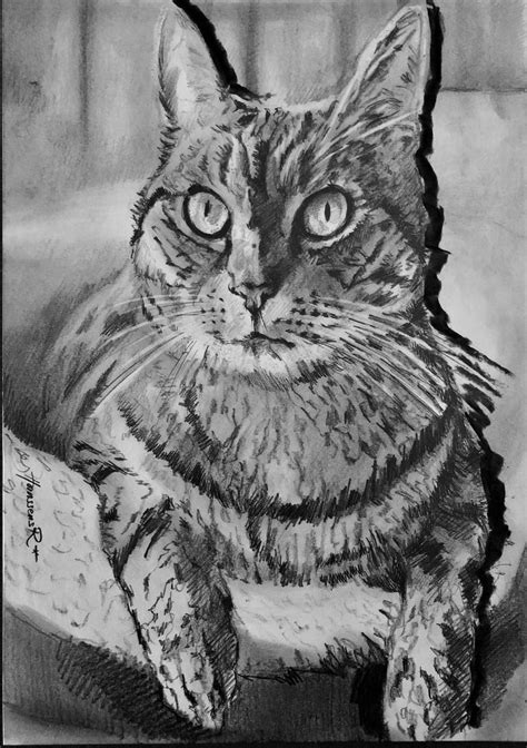 Cat charcoal drawing Drawing by Richard Hanssens | Saatchi Art