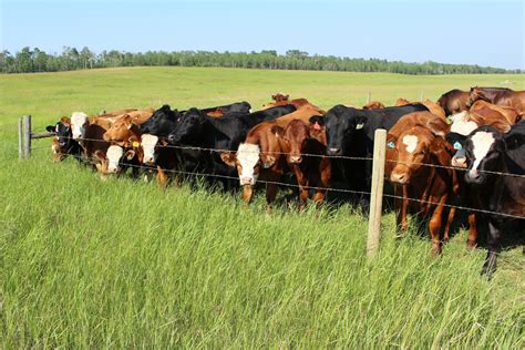 Herd Of Cows Pasture Fence Free Stock Photo - Public Domain Pictures