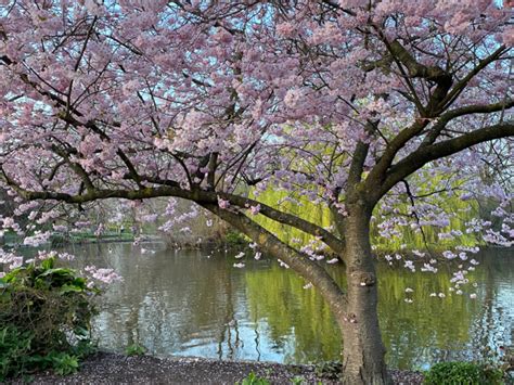 Where to See Cherry Blossom in London 2024