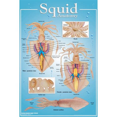 Squid Anatomy Poster | Anatomy, Scientific illustration, Squid