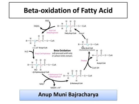 Oxidation of Fatty Acids..pptx