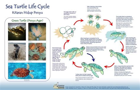 41 best images about Turtle Life Cycle on Pinterest | Life cycles, Turtle crafts and Animal video