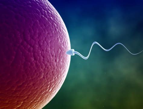 'Juno' Protein Connects Egg To Sperm; Scientists Finally Unravel Mystery Of How The Cells Bond