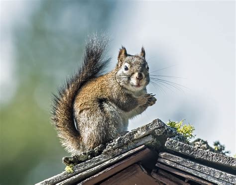 Reader photo: Red squirrel in North Idaho delights photographer | The ...