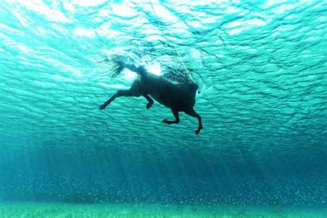 Swimming horse...Just doesn't seem possible, but they do it anyway ...