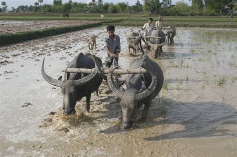 The Digitalization of Agriculture in Cambodia - BORGEN