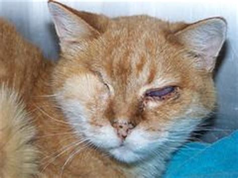 Eye infections in cats | Eye Disorders and Diseases articles | Body & Health Conditions center ...