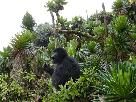 Gorilla Vocalizations - Dian Fossey Gorilla Fund