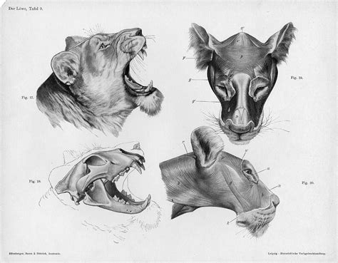 Handbook of Animal Anatomy | Lion anatomy, Feline anatomy, Cat anatomy