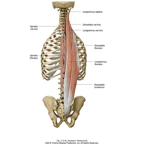 5 Steps to Release The Erector Spinae & Balance Organ Function - Yoga Medicine