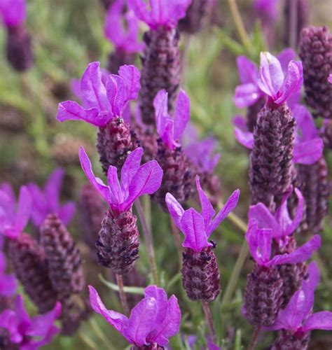 Growing French Lavender - Lavender Plant