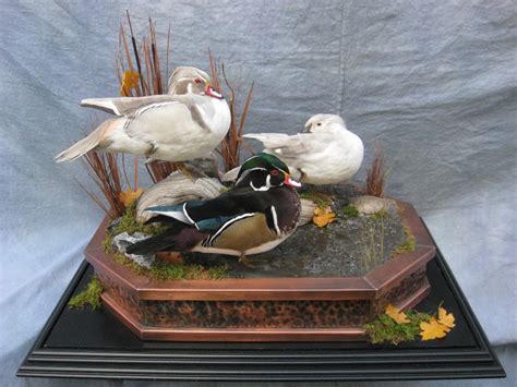 Wood Duck Mounts