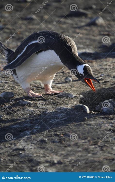 Gentoo Penguin - Antarctica Stock Photo - Image of antarctic ...