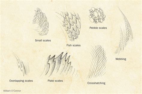 Drawing a dragon? You'll want to know these seven scale variations to ...