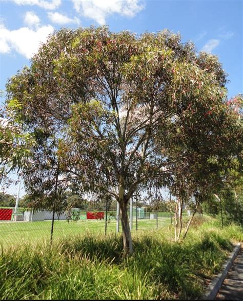 Eucalyptus leucoxylon 'Euky Dwarf' Garden Yard Ideas, Garden And Yard ...