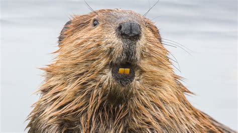 How beavers are reviving wetlands - BBC News