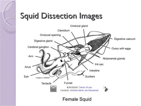 Internal Squid Anatomy Diagram