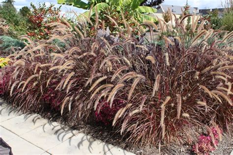 Pennisetum Dwarf Purple Fountain Grass | ubicaciondepersonas.cdmx.gob.mx