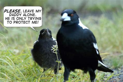 Magpie Swooping: Understanding the Behaviour of Australian Magpies – The Magpie Whisperer