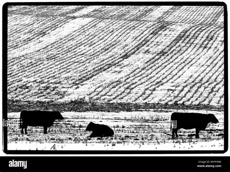 Iowa landscape in winter USA Stock Photo - Alamy