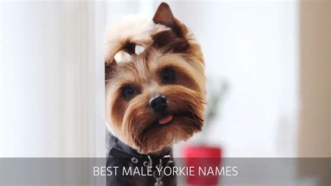 Ultimate List of the Top 900+ Yorkie Dog Names - Teacup, Famous, and ...